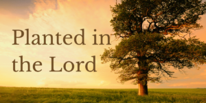 Planted in the Lord. How do you get there? How do you stay there?